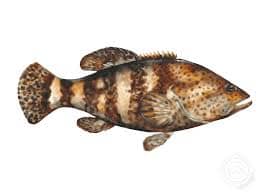 Grouper