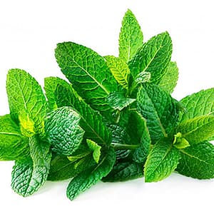 Spearmint